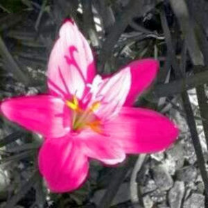 Meet your Posher, Sidra